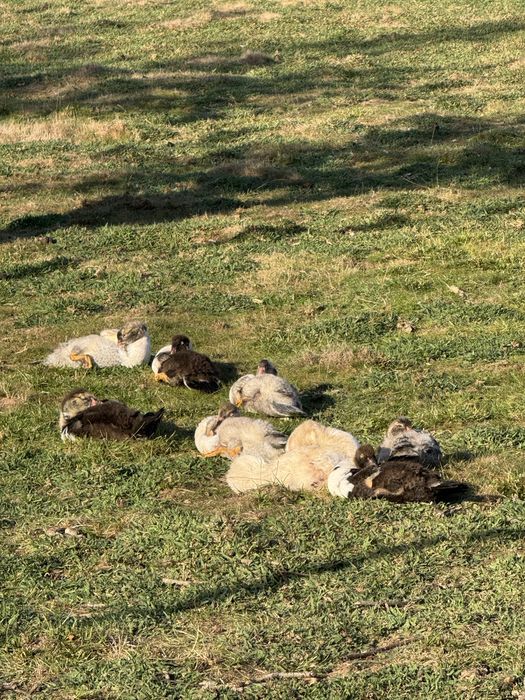 Tenho patos e galos para venda