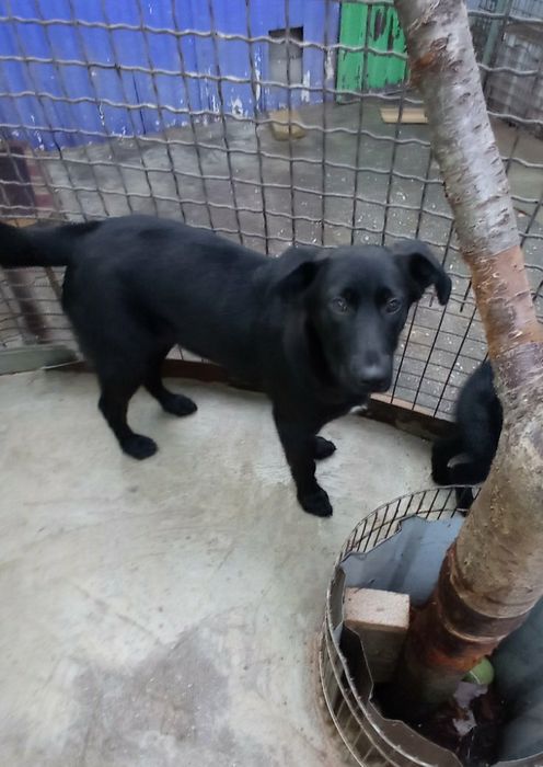 Отдам даром в добрые руки собачек метисы лабрадора