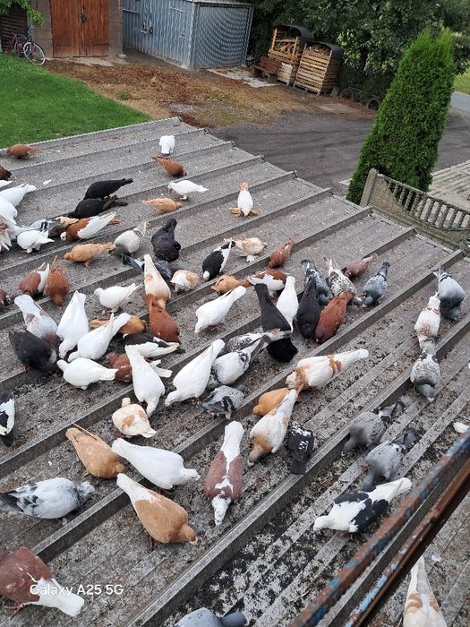 Sprzedam gołębie, likwidacja hodowli