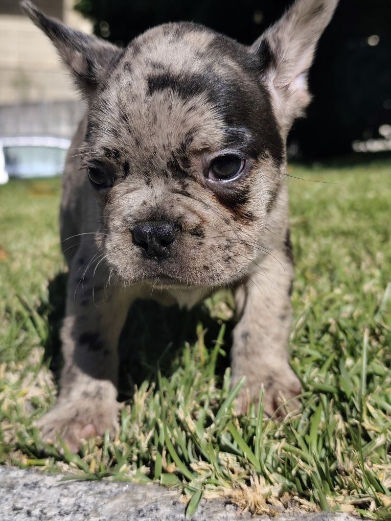 Bulldog  merle macho