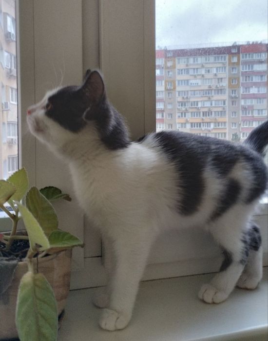 Красивий малиш кошеня до 3х міс