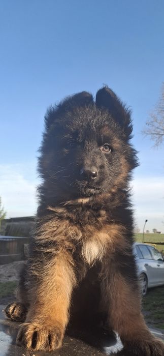 Owczarek niemiecki szczenięFCI