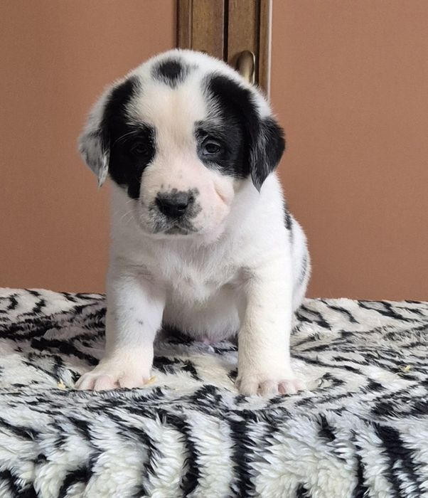 Owczarek Środkowoazjatycki