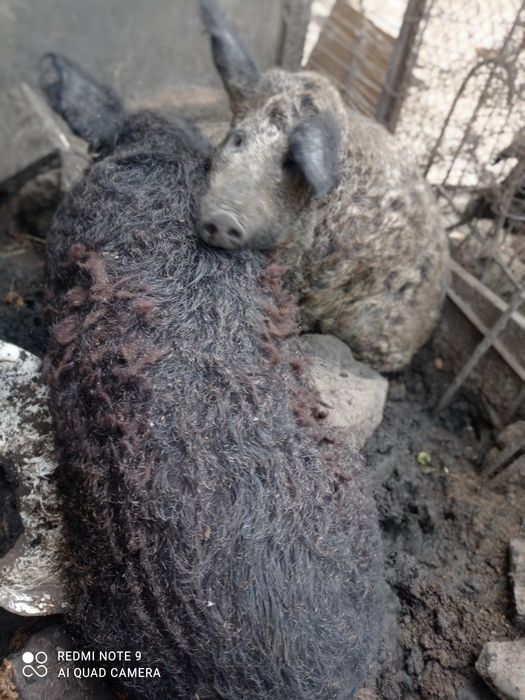 Продам пару венгерских мангалиц