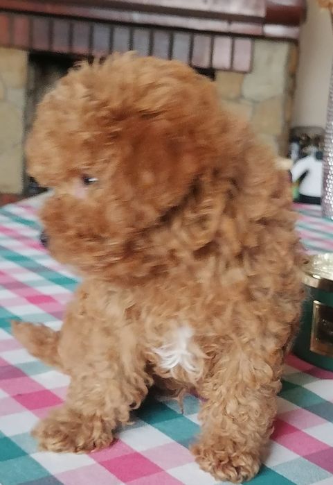 Малята той пудельки