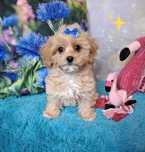 maltipoo  pudel toy maltańczyk suczka