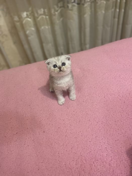 Шотландский вислоухий мальчик