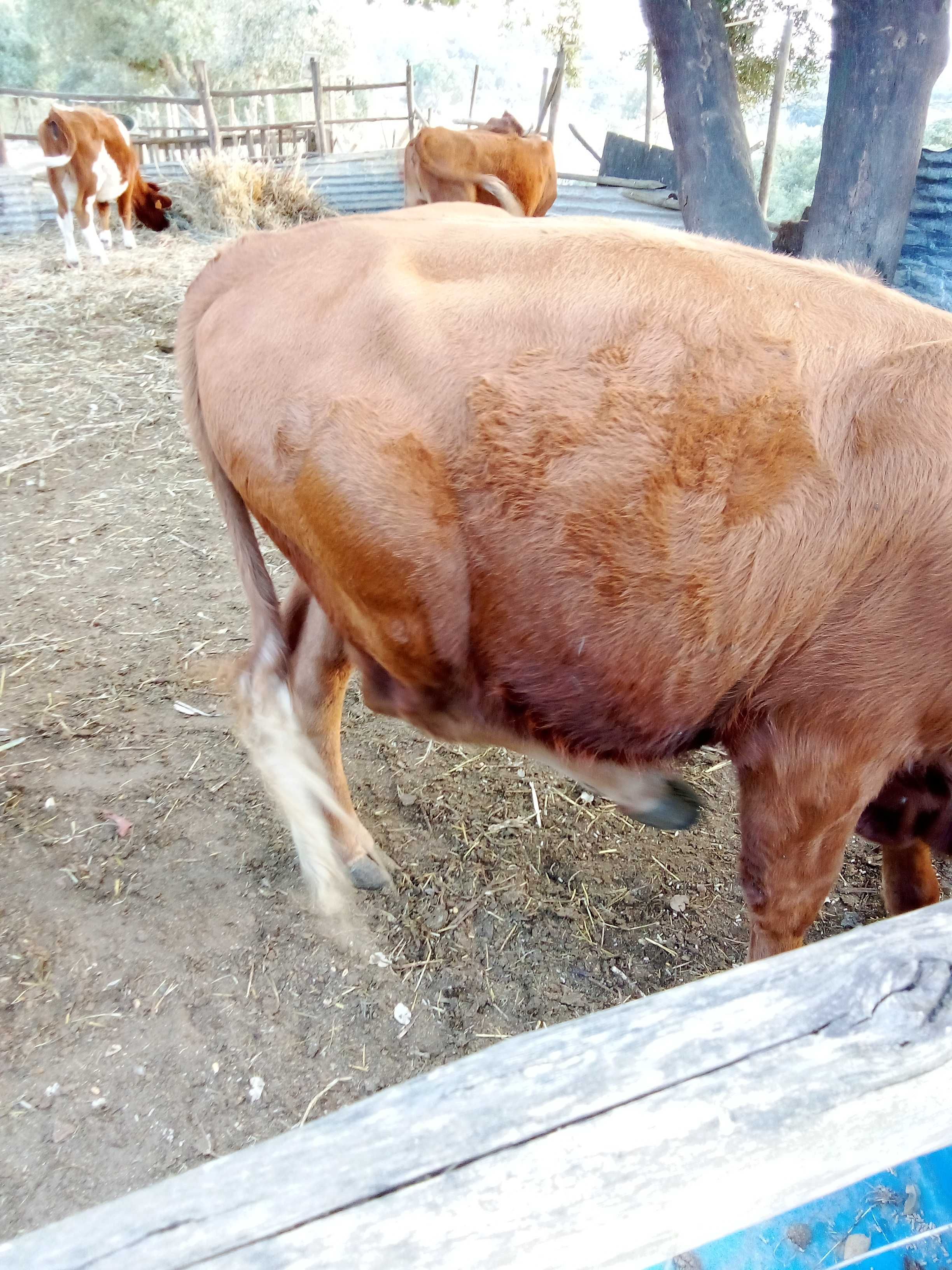 vitelos criados ao ar livre em exploraçao