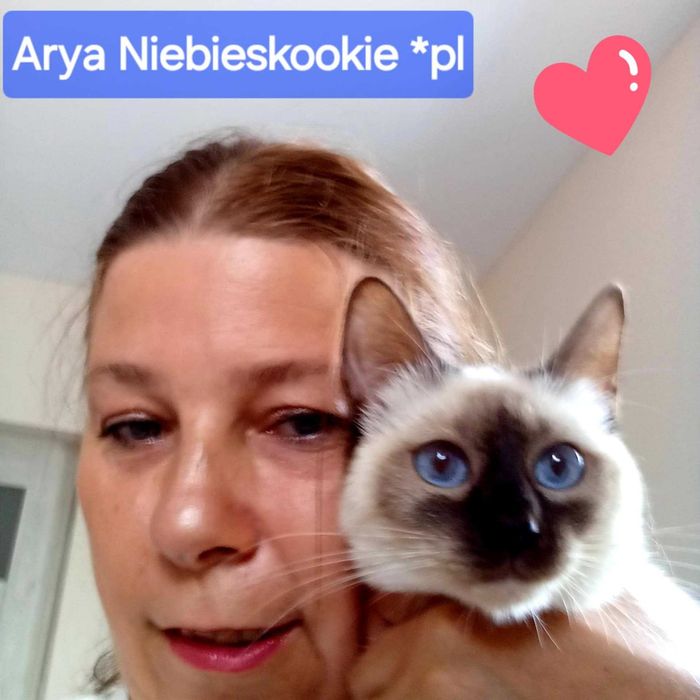 Kotka tajska  Etna czekoladowa z rodowodem WCF Niebieskookie *pl