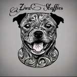 Szczeniak Staffordshire Bull Terrier staffik staffor