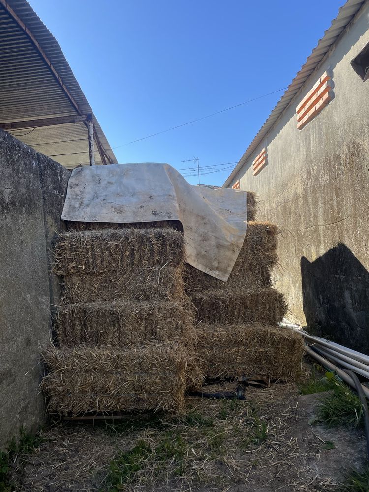 Palha de azevem de alta qualidade