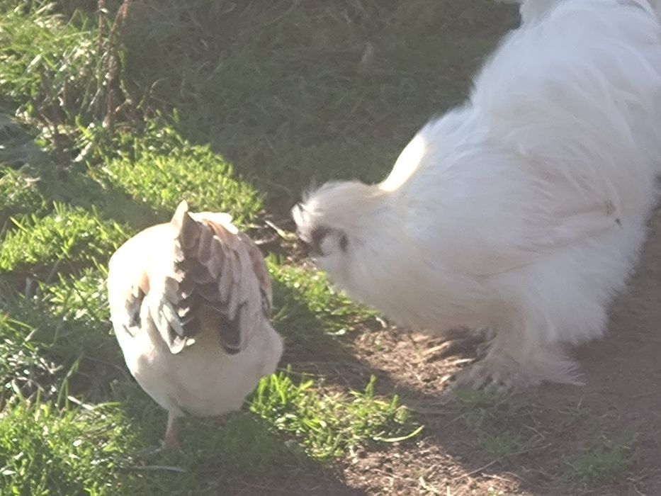 Kogute  ruschne rozaje