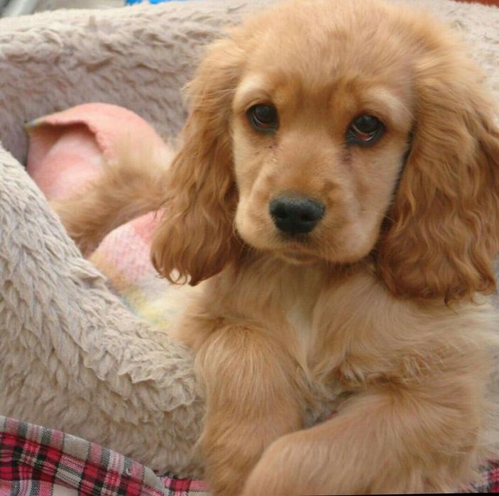 Маленька руда кокер-дівчинка, активна та любляча