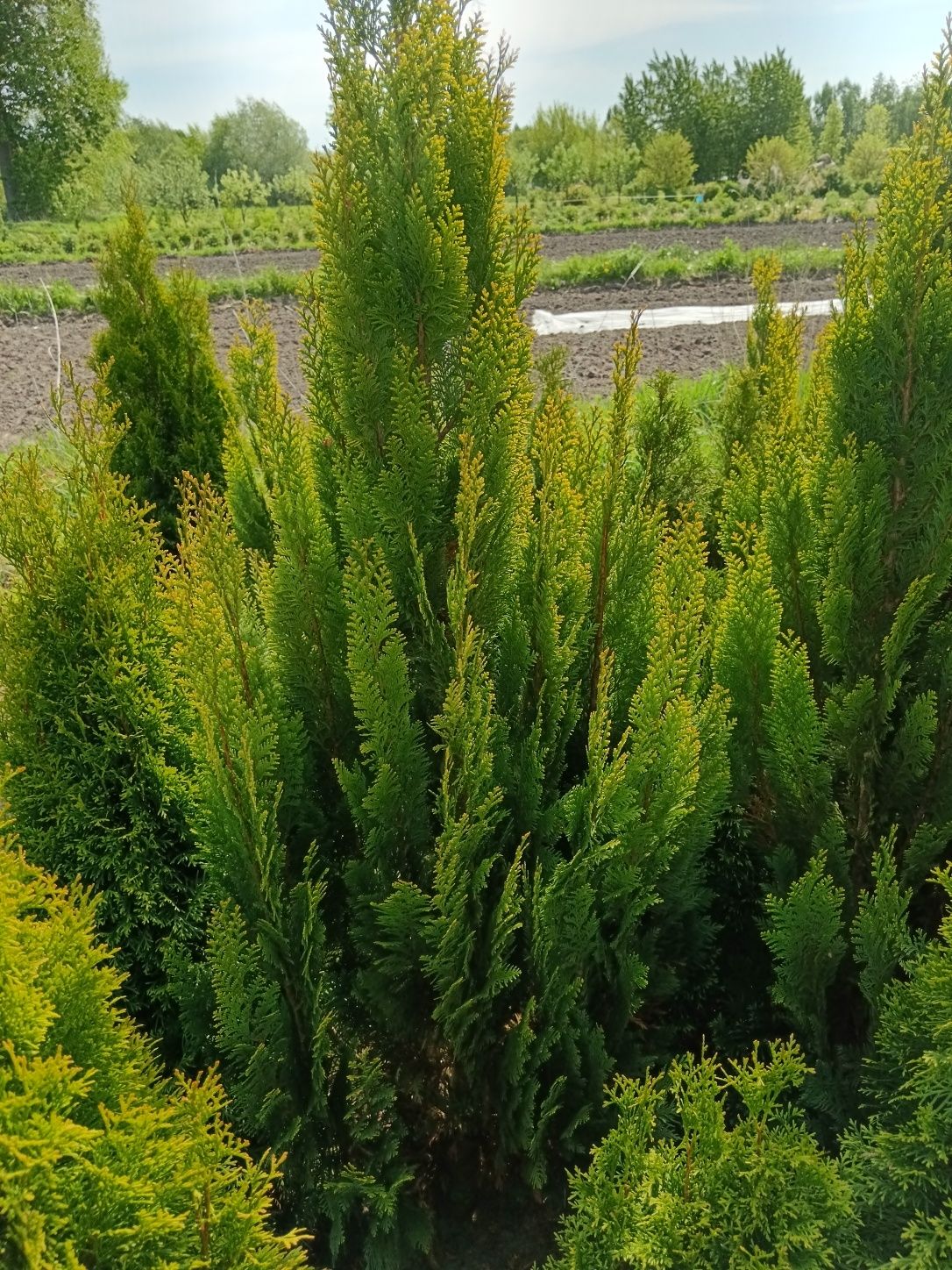 Cyprys verigatum
