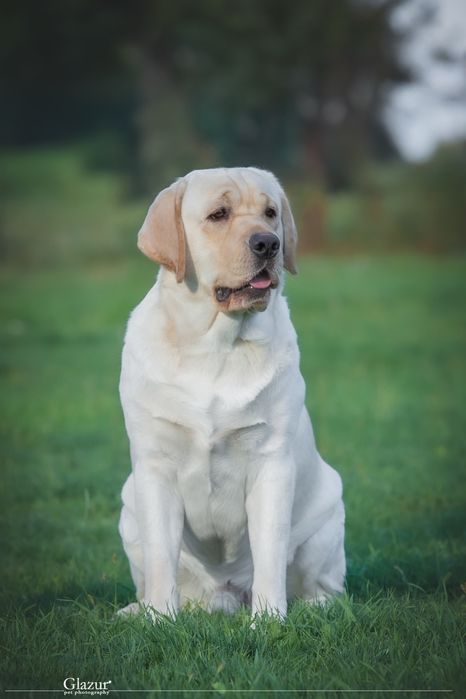 Интерчемпион! Лабрадор ретривер. Открыт для вязок