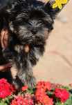 Yorkshire terrier chłopiec