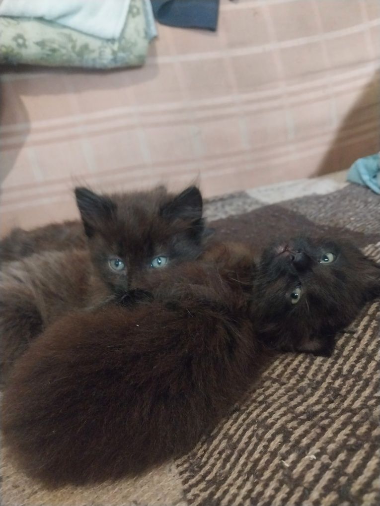 Отдам котят британцев