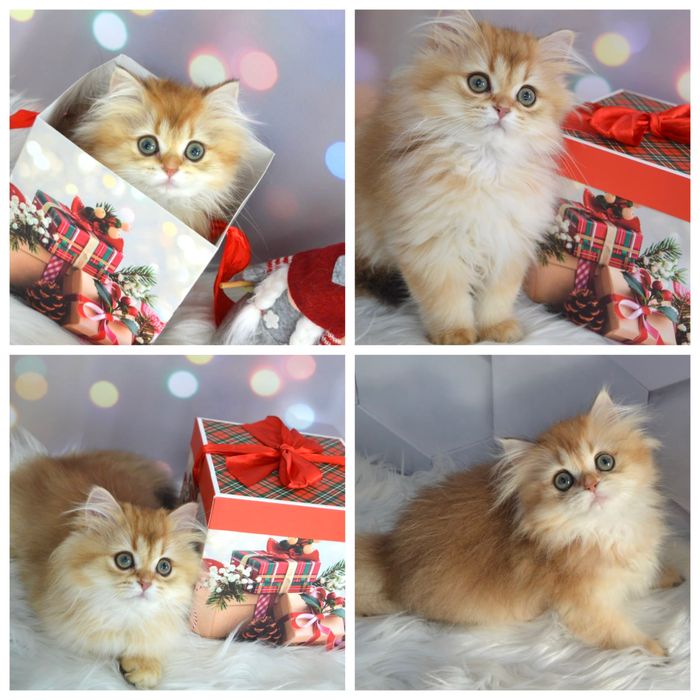 Британські котята золота шиншила/британская золотая шиншилла