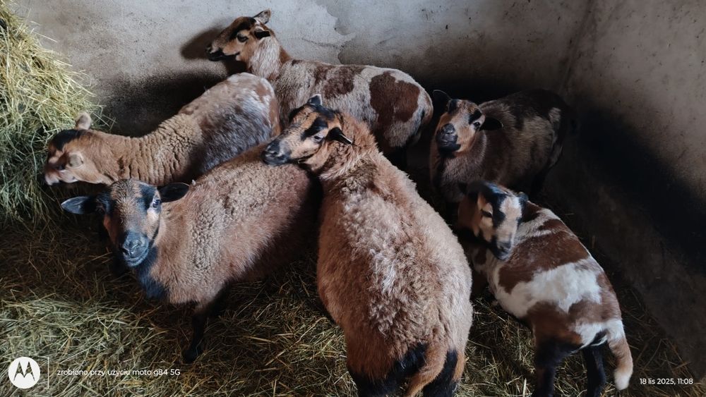 Owce kameruńskie samice