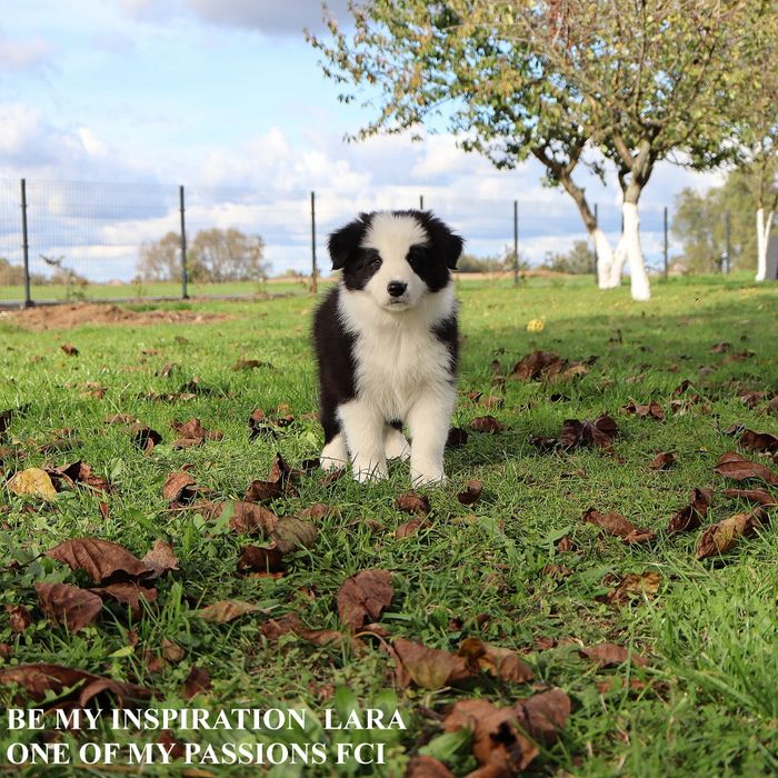Border Collie ZKwP FCI sunia gotowa do odbioru
