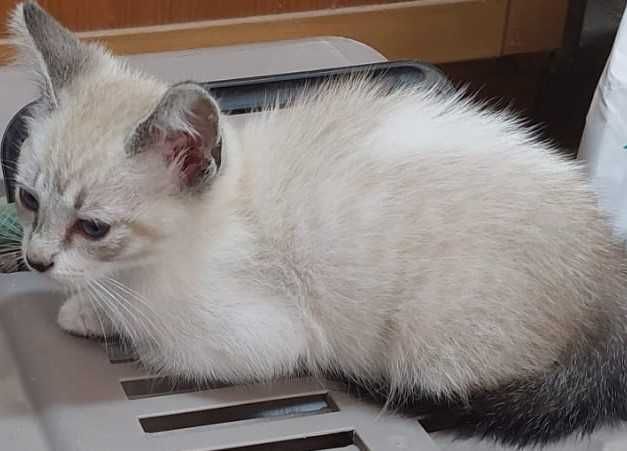 Gatinho de olho azul