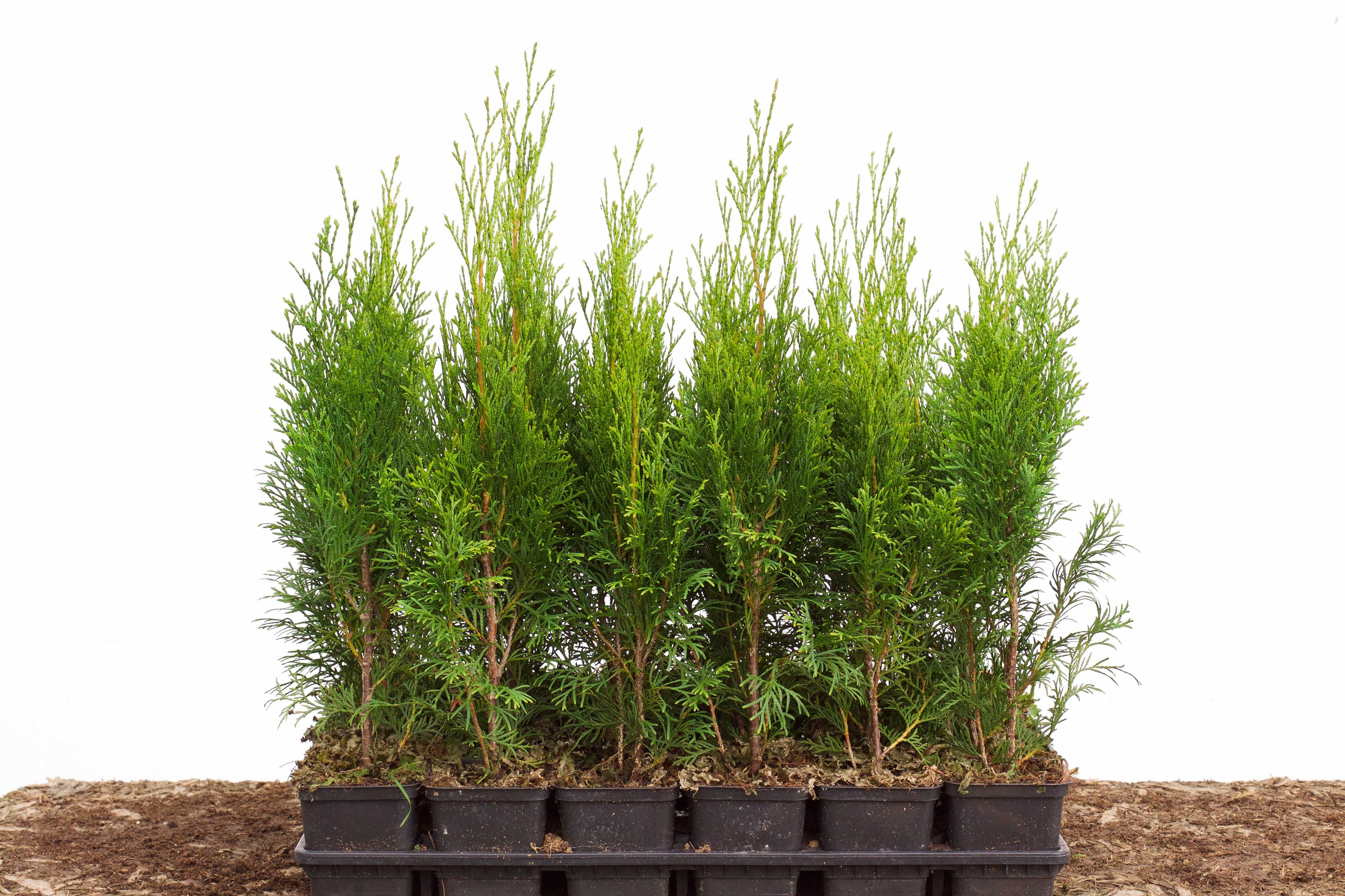 Tuja Thuja szmaragd 50 cm