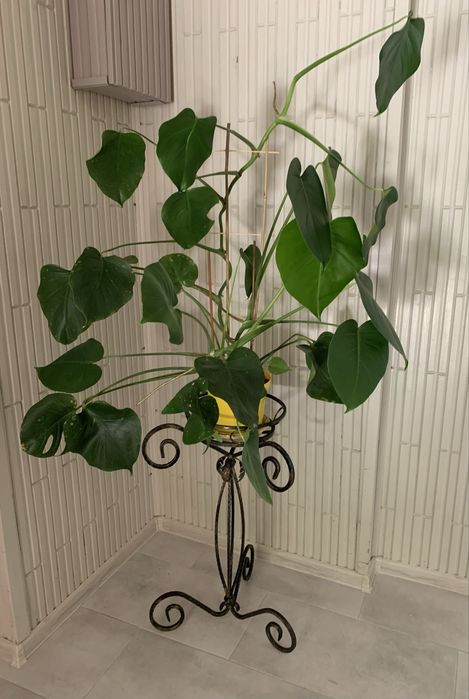 Monstera zielona roślina doniczkowa duża