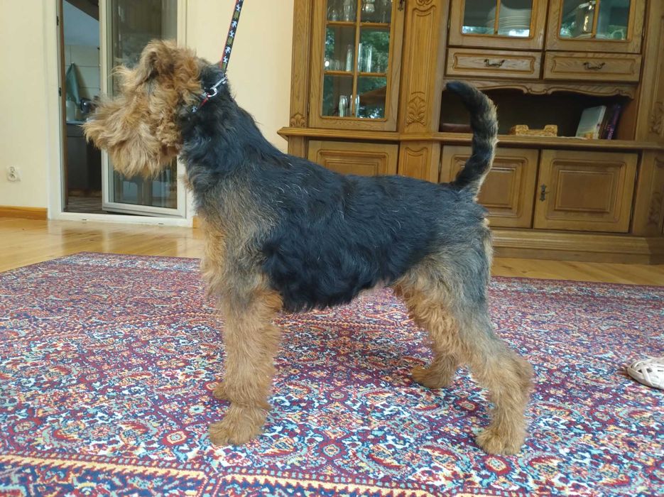 Terier walijski (welsh terrier) - szczenięta z "Buszówki" ZKwP, FCI