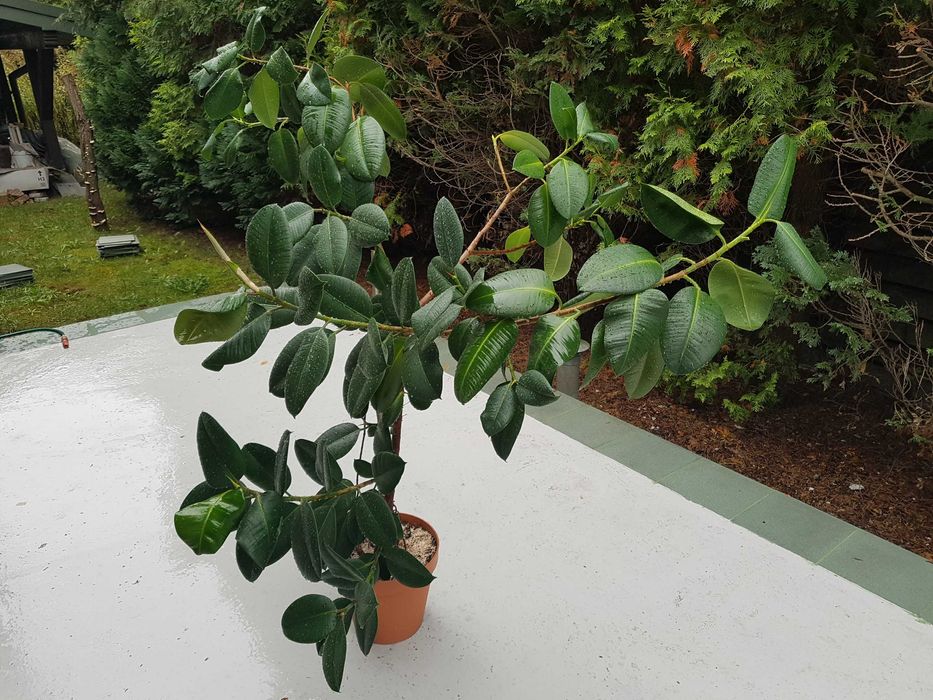 Filodendron krzewiasty o wys. 1,7 m