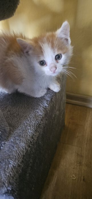 Kotki do adopcji