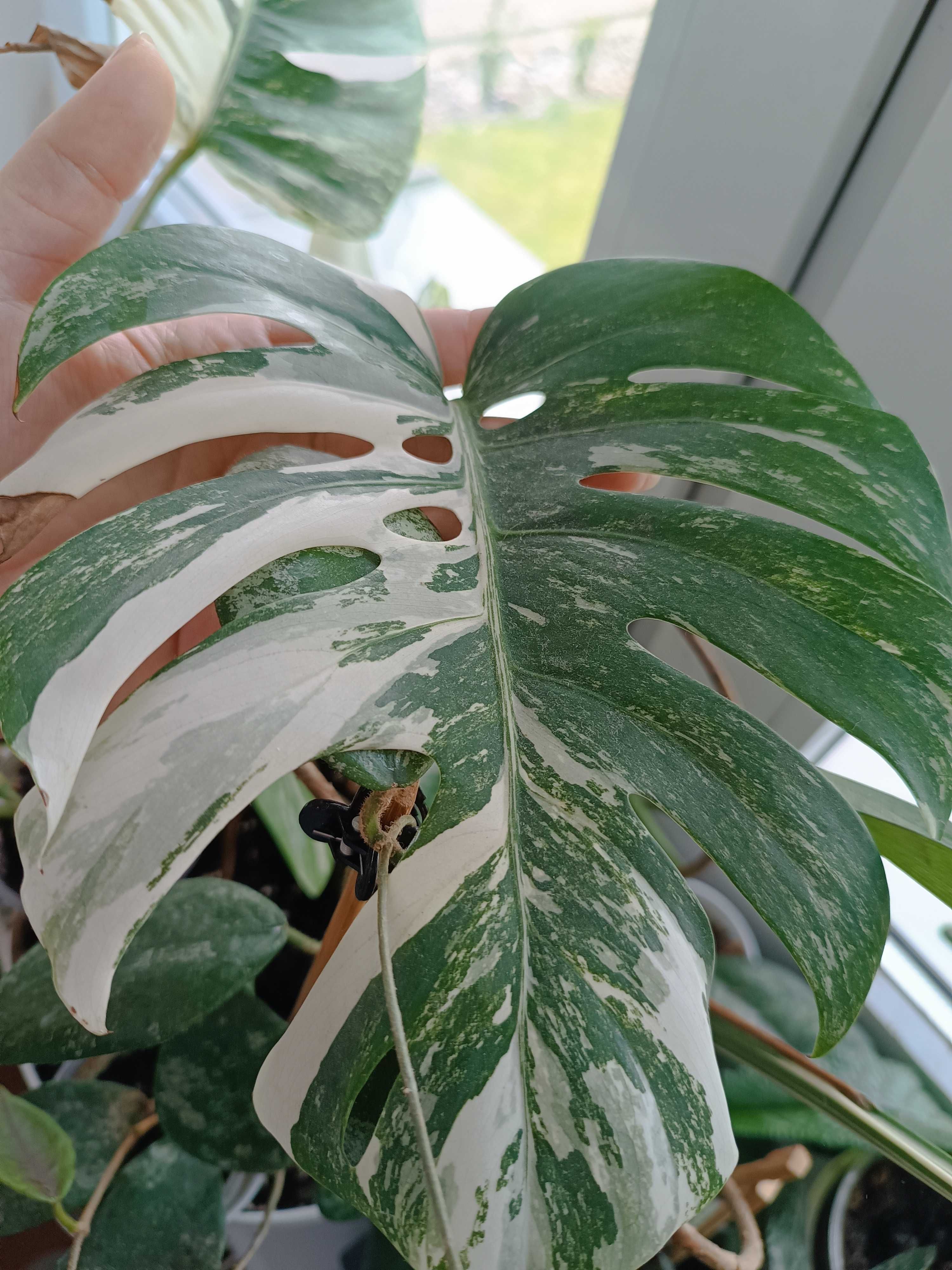 Monstera variegata