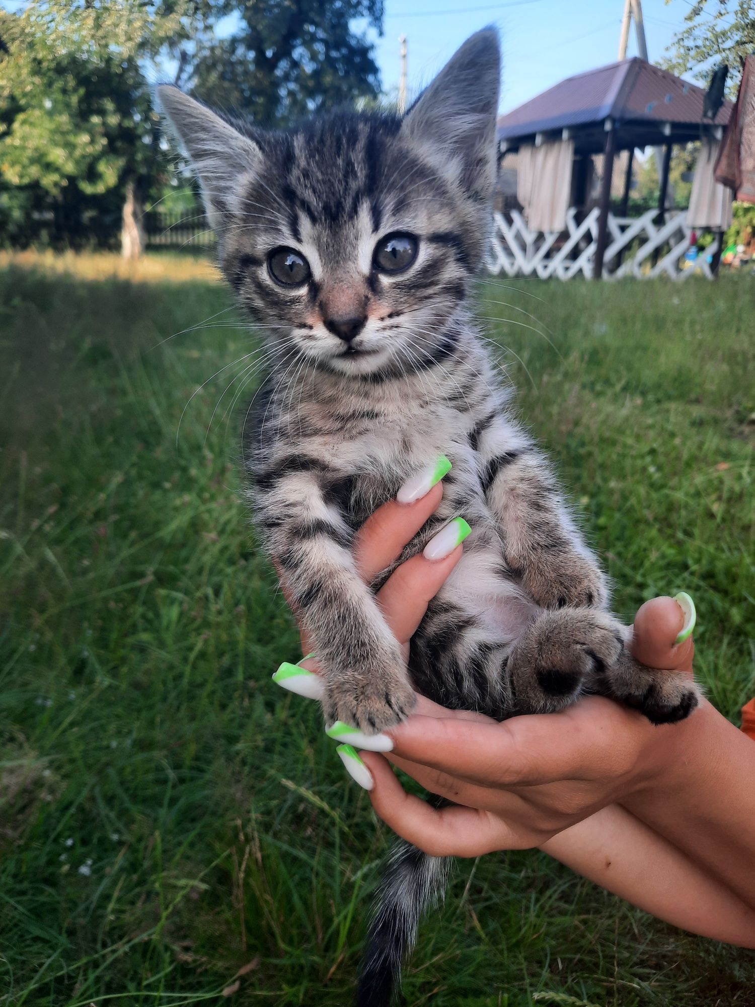 Кошенята. Котик та кішечка