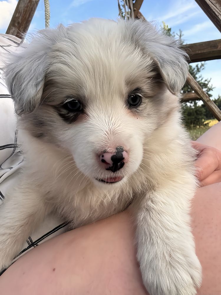 Szczenię Border Collie Zkwp/Fci
