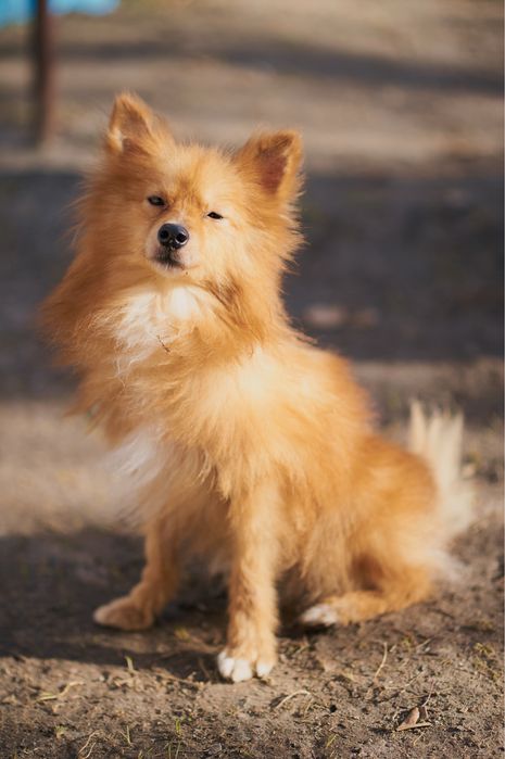 Шпіц 2роки. Притулок