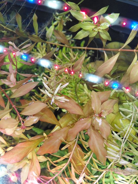 Roslinki akwariowe zestaw 15 szt