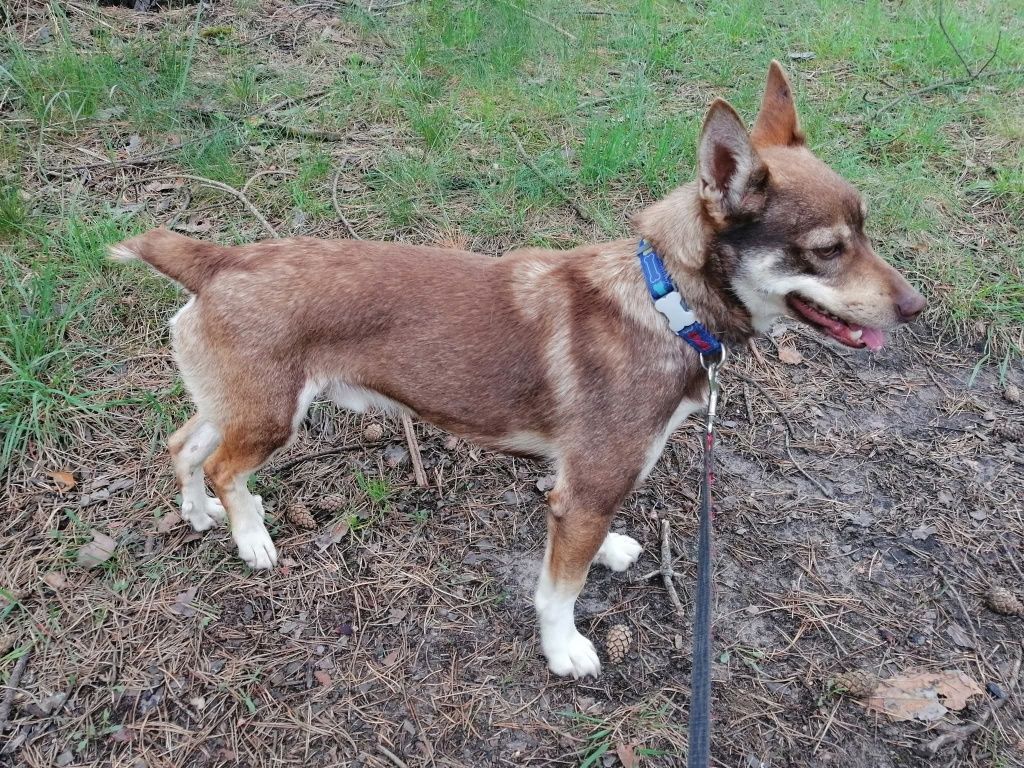 CZARUŚ młody wesoły piesek poleca się do adopcji