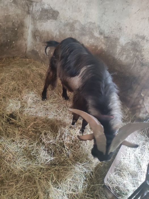 Sprzedam kozła 3 letniego