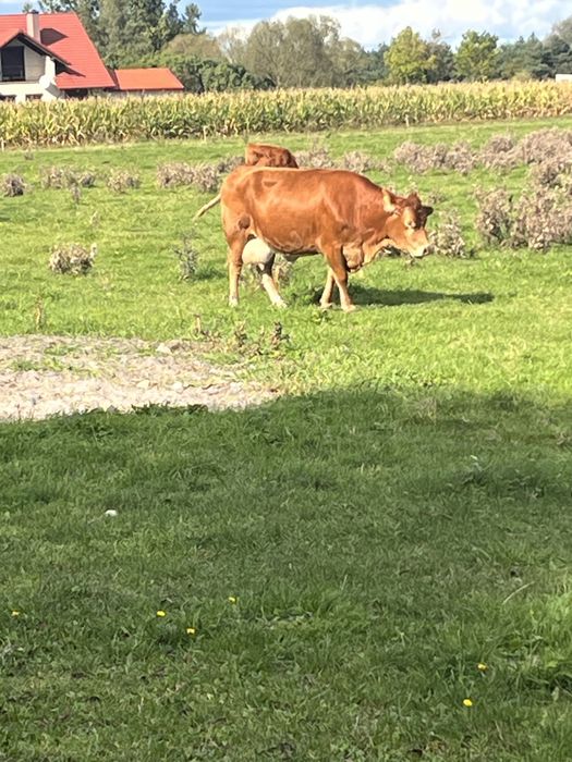 Jałówka miesna cielna okazja