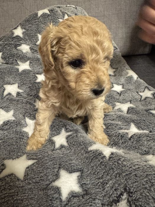 Sunia Bichpoo, matka bichon frise, ojciec pudel