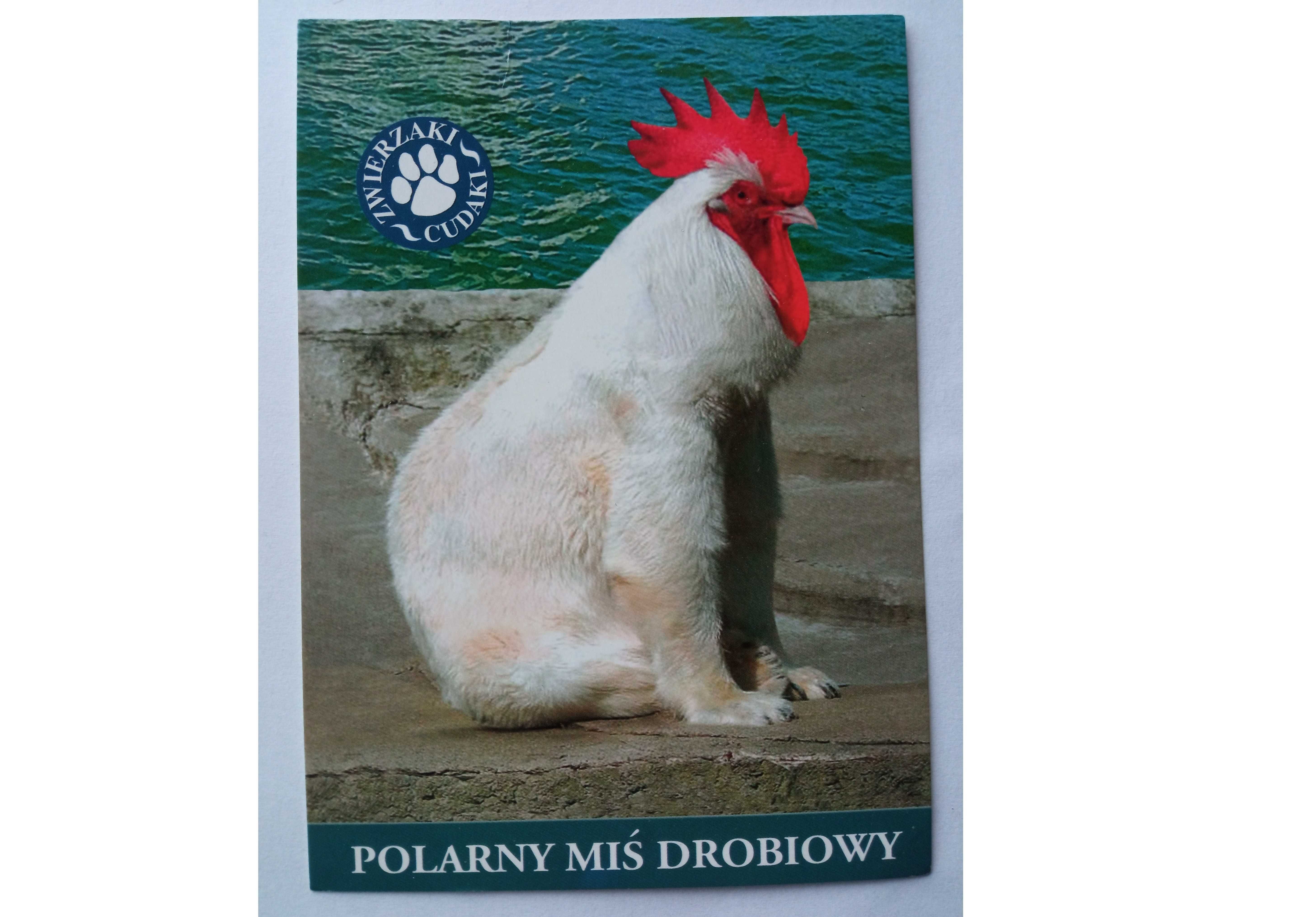 Pocztówka Polarny Miś Drobiowy Zwierzaki cudaki Nowa