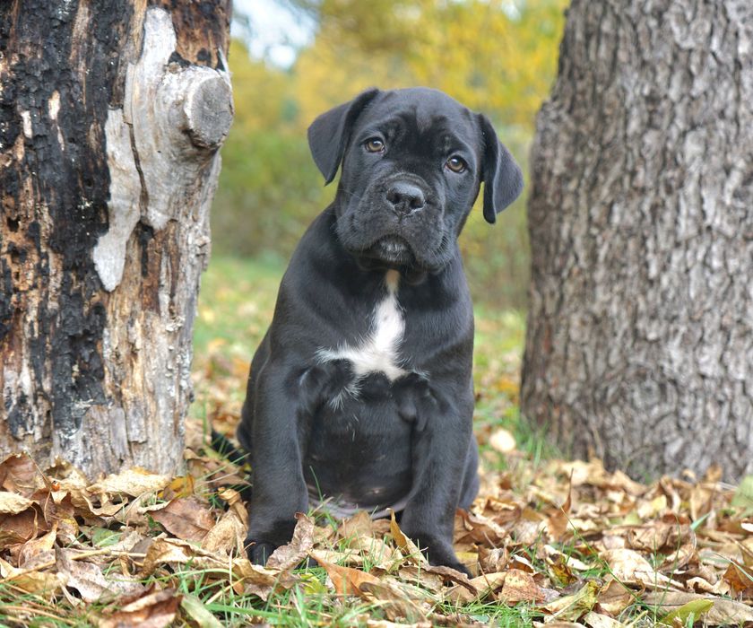 Szczeniak Cane Corso ZKwP FCI