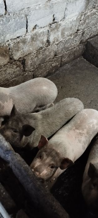 Продам вьетнамских поросят