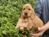 Cocker Spaniel - Piesek