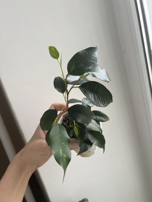 Фікус Денілайт молодий