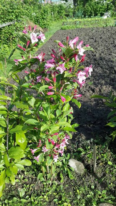 Вейгела декоративна