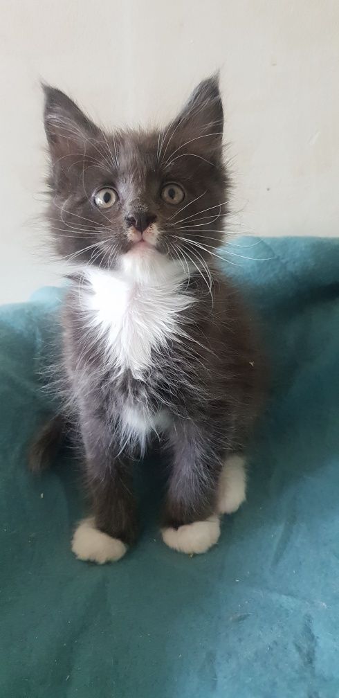 Kocurek Maine Coon