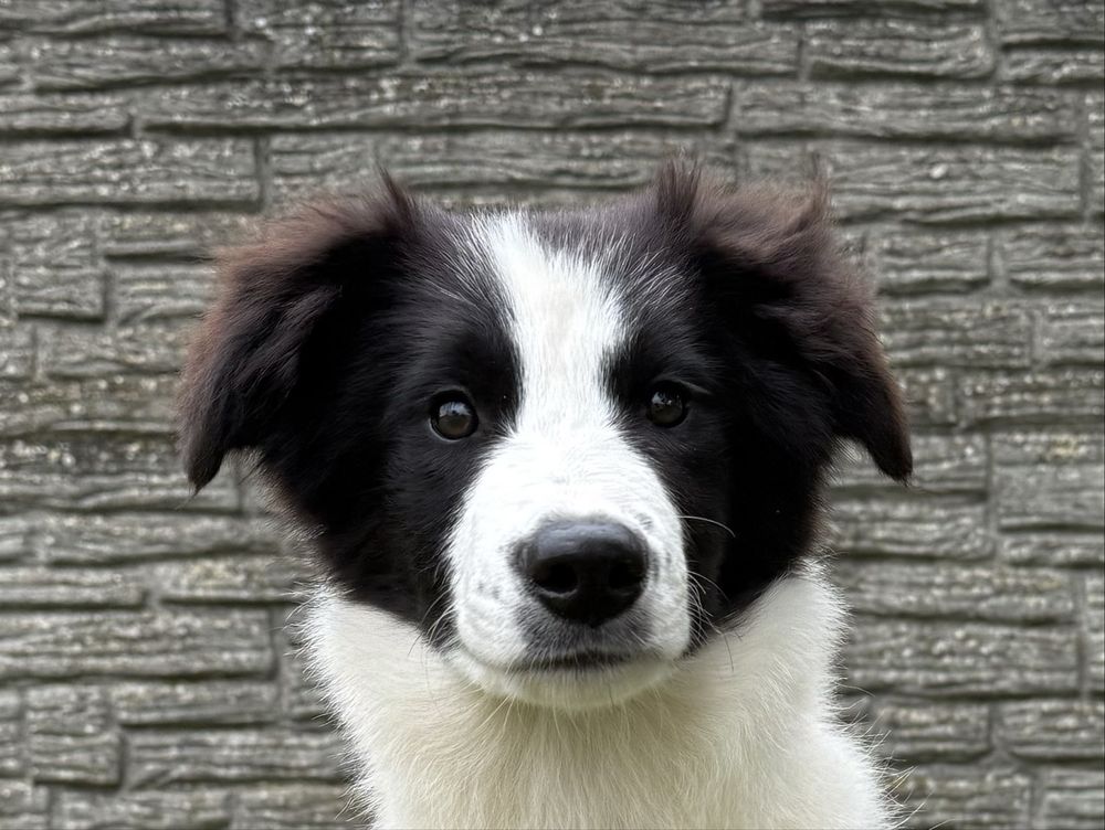 Suczka Border Collie FCI