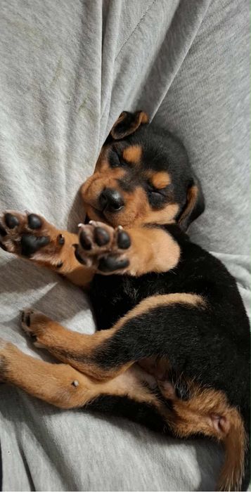 Do adopcji sunia bezdomna szczeniak