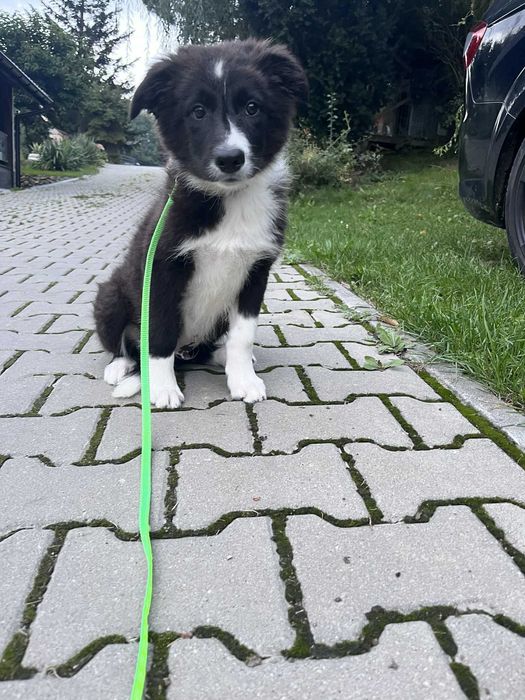 Border collie piesek FCI ZKwP