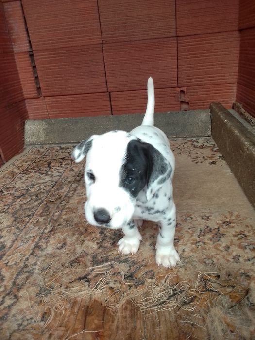Cachorro Dalmata